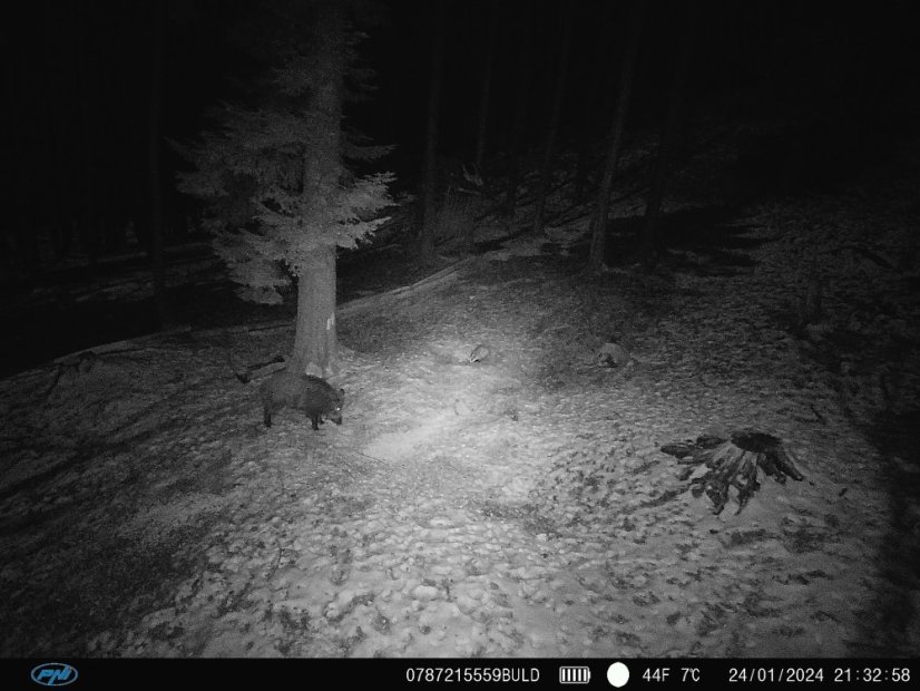 PNI Hunting 400C PRO 24 MP Game Camera with 4G LTE Internet Connectivity and GPS, 1080p, Night Vision