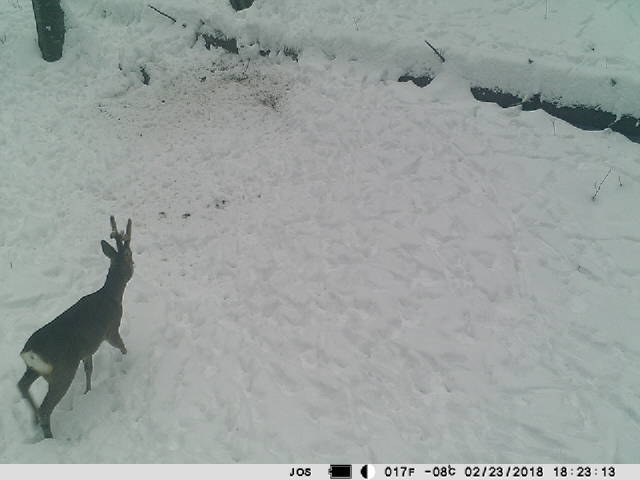 PNI Hunting 350C 12MP Game Camera with 3G, SMS, Email, FTP, 1080p, and Night Vision