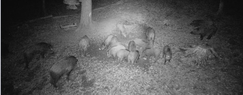 PNI Hunting 400C PRO 24 MP Game Camera with 4G LTE Internet Connectivity and GPS, 1080p, Night Vision