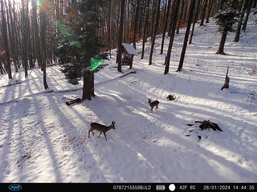 PNI Hunting 400C PRO 24 MP Game Camera with 4G LTE Internet Connectivity and GPS, 1080p, Night Vision