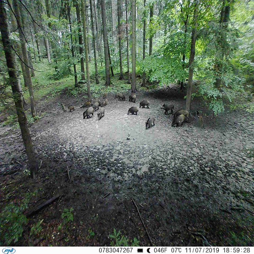 PNI Hunting 350C 12MP Game Camera with 3G, SMS, Email, FTP, 1080p, and Night Vision