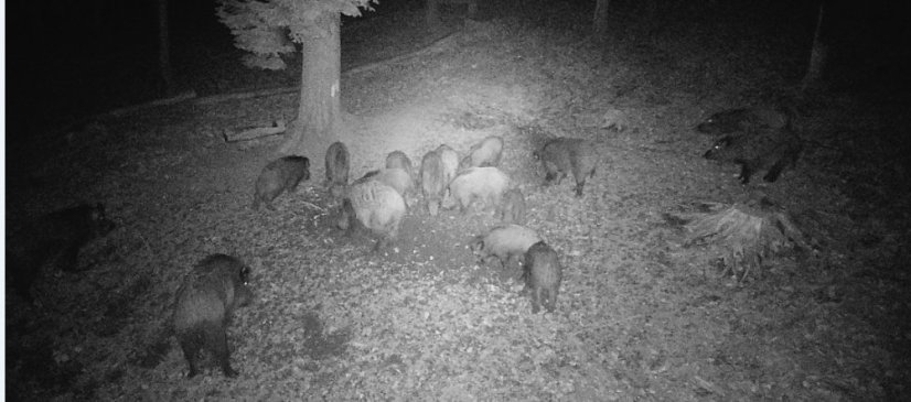 PNI Hunting 400C PRO 24 MP Game Camera with 4G LTE Internet Connectivity and GPS, 1080p, Night Vision