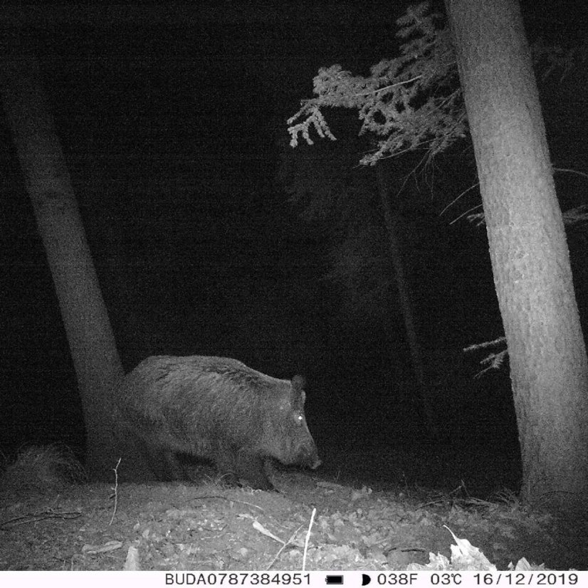 PNI Hunting 400C 12 MP game camera with 4G LTE internet connectivity, GPS, FTP, 1080p resolution, and night vision