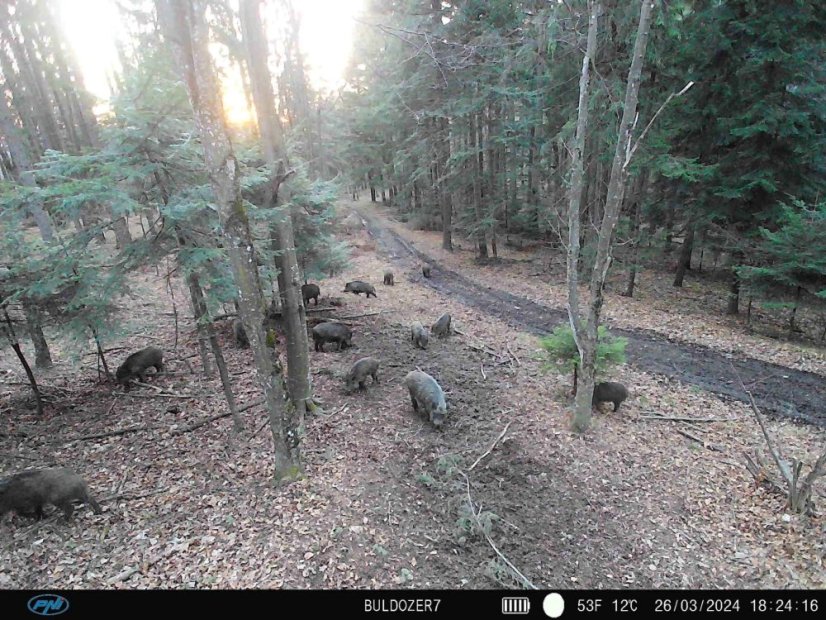 PNI Hunting 400C PRO 24 MP Game Camera with 4G LTE Internet Connectivity and GPS, 1080p, Night Vision