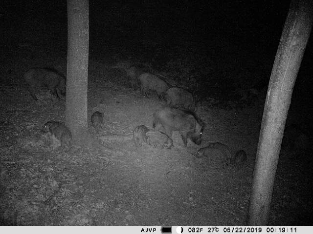 PNI Hunting 400C 12 MP game camera with 4G LTE internet connectivity, GPS, FTP, 1080p resolution, and night vision