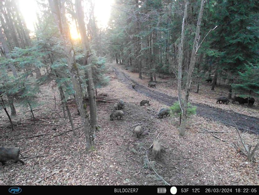 PNI Hunting 400C PRO 24 MP Game Camera with 4G LTE Internet Connectivity and GPS, 1080p, Night Vision