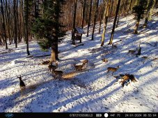 Lovecká kamera PNI Hunting 400C PRO 24 MP s pripojením na internet 4G LTE a GPS, rozlíšenie 1080p, nočné videnie