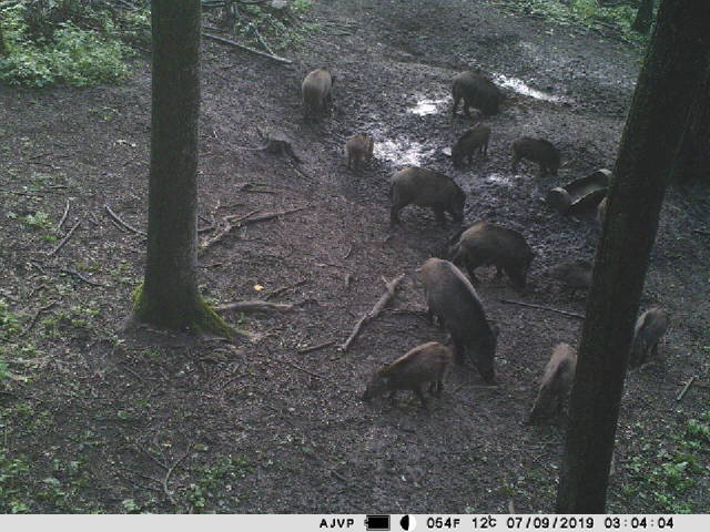 PNI Hunting 400C 12 MP game camera with 4G LTE internet connectivity, GPS, FTP, 1080p resolution, and night vision